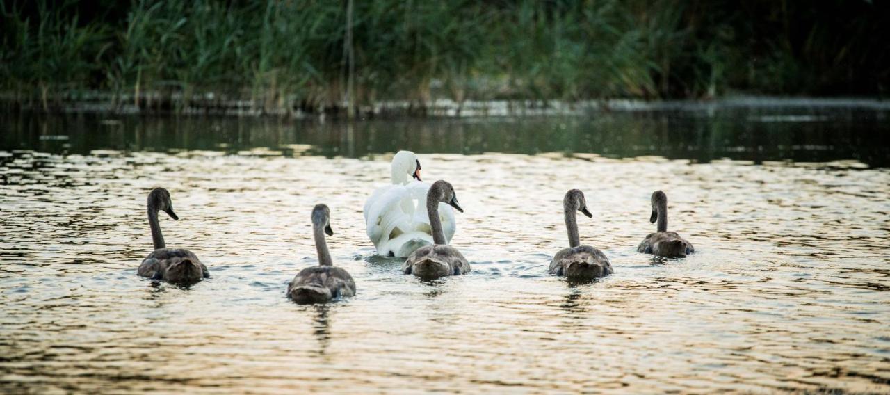 Pensiunea Nest Dunavăţu de Jos Buitenkant foto