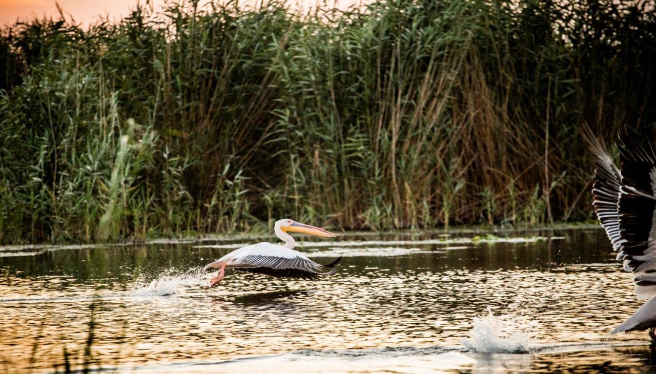Pensiunea Nest Dunavăţu de Jos Buitenkant foto